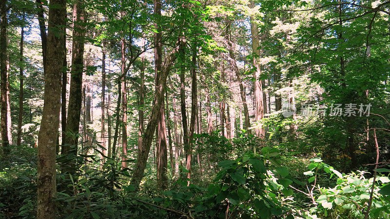 树木灌木杜鹃花森林烟山国家公园,田纳西州