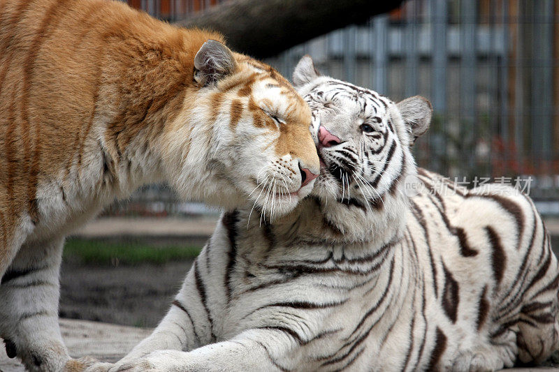 两只老虎擦鼻子