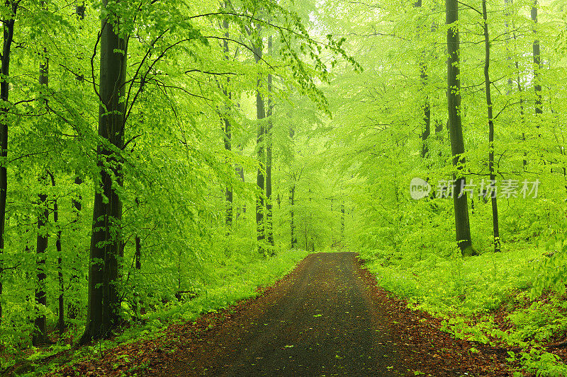 春雨过后，土路穿过茂密的山毛榉林