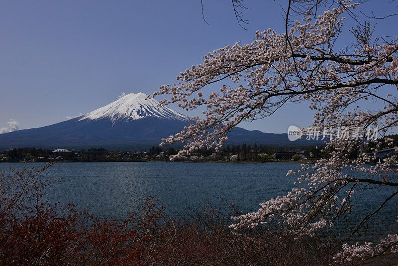 富士山和川口湖的樱花