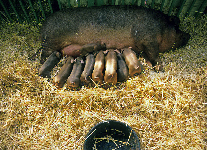 母猪和九只小猪在谷仓里