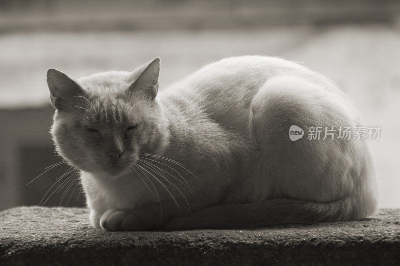 一只家猫睡觉的黑白图像