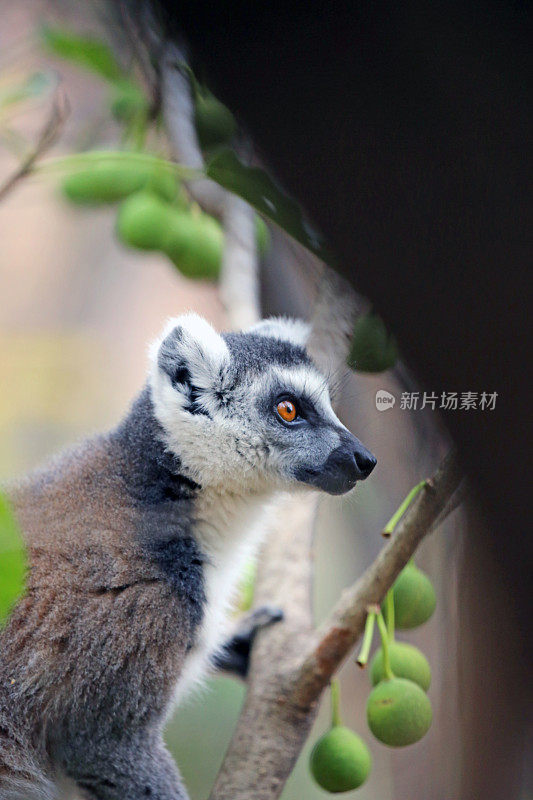 马达加斯加:伊萨洛国家公园的环尾狐猴