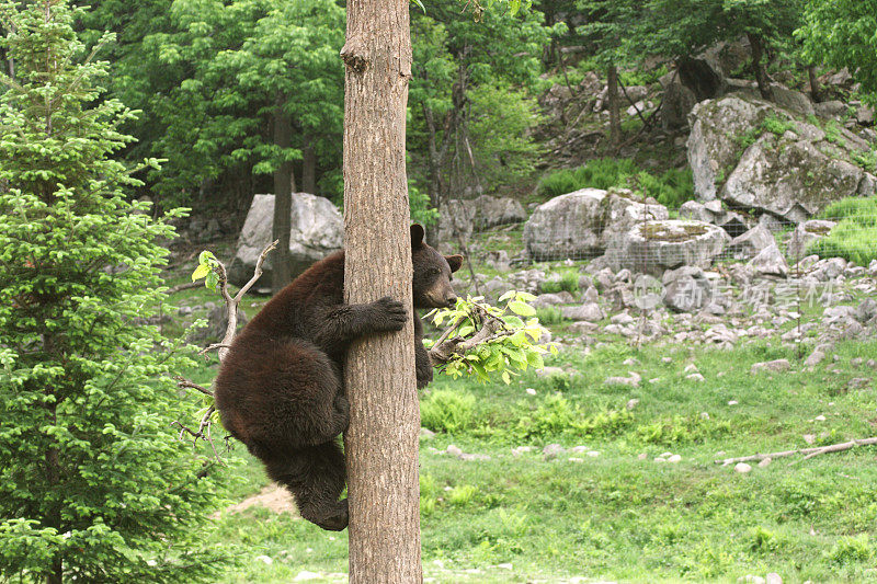 黑熊幼崽正在爬树