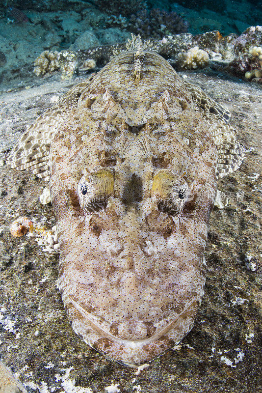 海龟在海里游泳的特写镜头