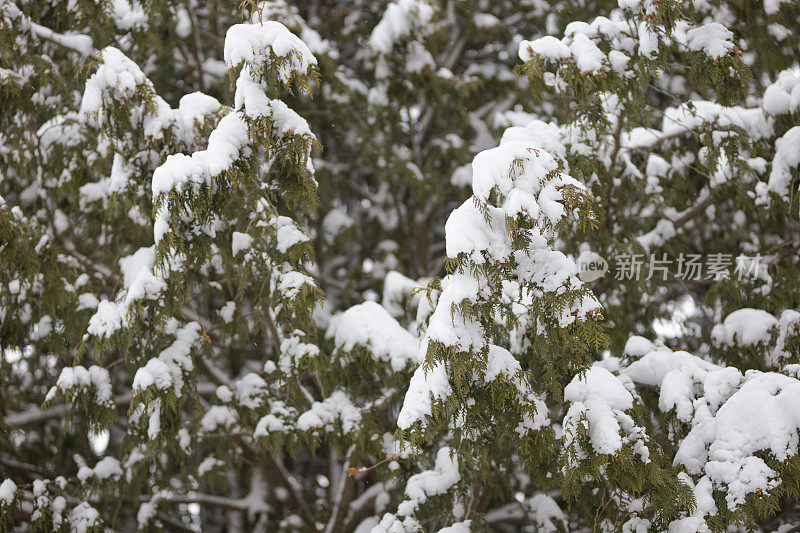 雪雪松树