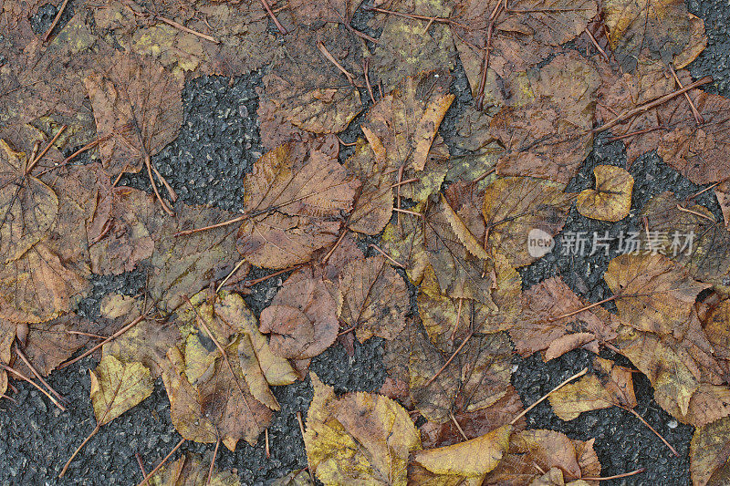 被践踏的石灰叶子在秋天腐烂