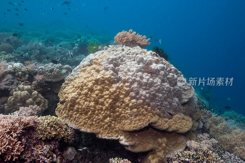 驼峰珊瑚圆顶在布肯岛，北苏拉威西，印度尼西亚