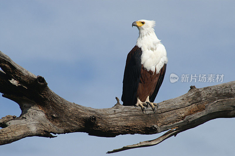 非洲fish-eagle