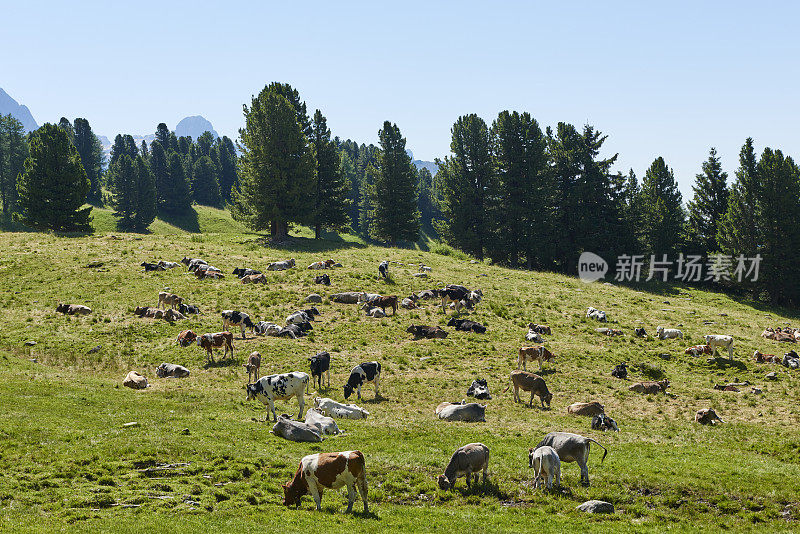 白云石山脉牧场