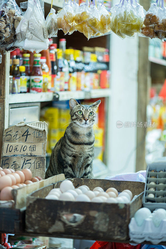 幸运猫坐在商店门口祈求好运