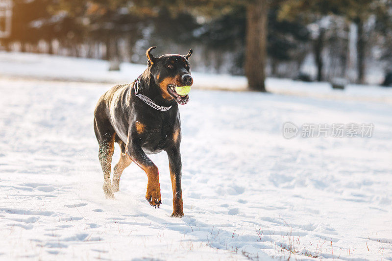 杜宾猎犬在雪地里找球