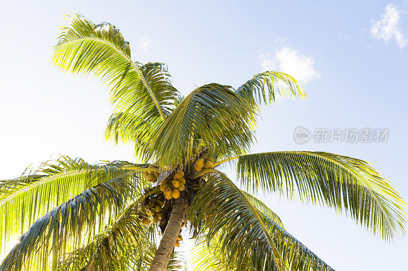 棕榈树映衬着夏日蔚蓝的天空，背景有复制空间