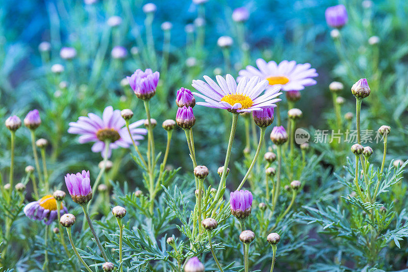 田野里的洋甘菊花