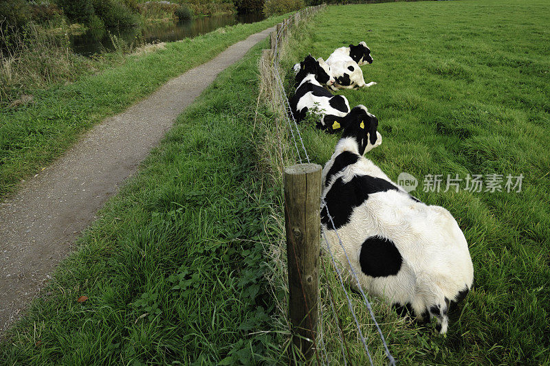 在草地上休息的荷斯坦奶牛