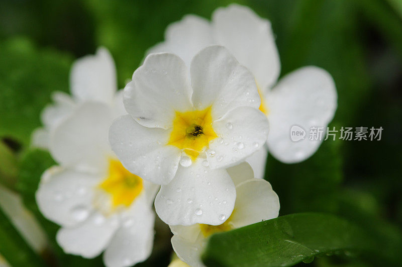 白色报春花上的雨滴(温带花)