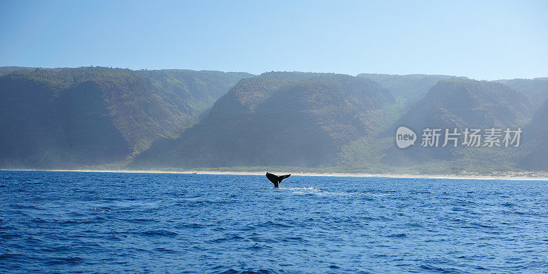 驼背鲸和崎岖的纳帕利海岸考艾岛，夏威夷，美国。