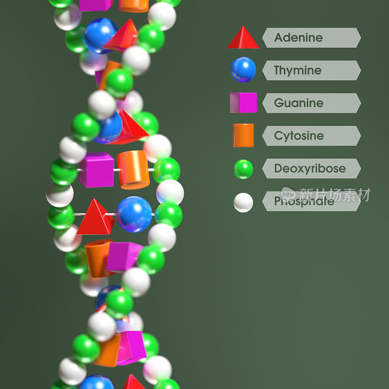 分子DNA模型XL+