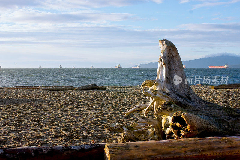 浮木在英语湾海滩，温哥华