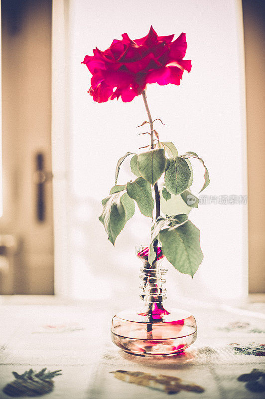 室内玻璃花瓶里美丽的玫瑰