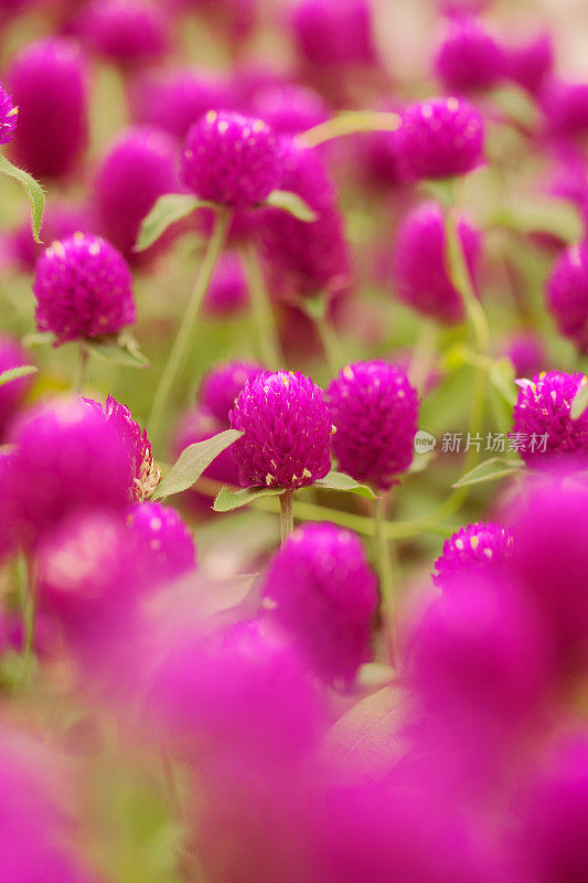 花浸-紫色的花闭合;选择聚焦;浅景深