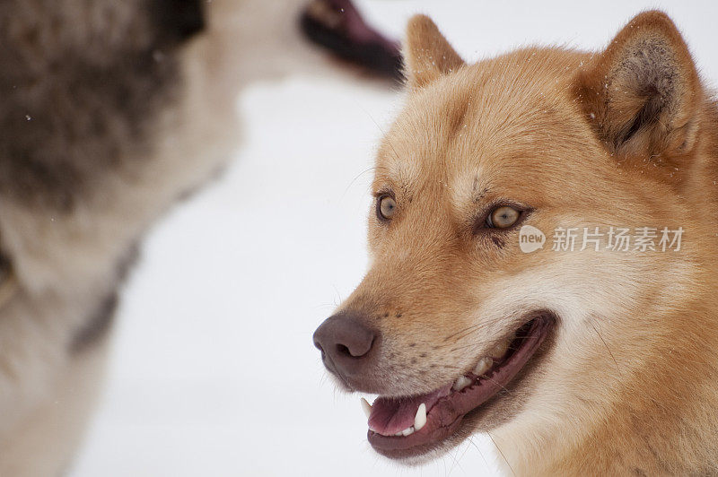 狗拉雪橇比赛西伯利亚哈士奇