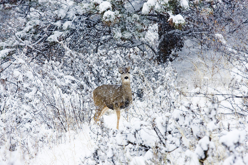 冰冻的母鹿鹿