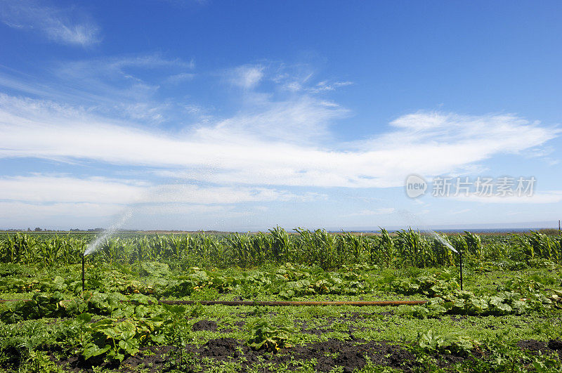 沿海南瓜农场