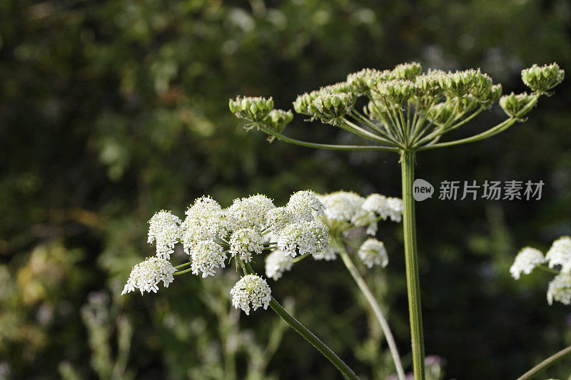 大猪草或牛防风草白色的野花