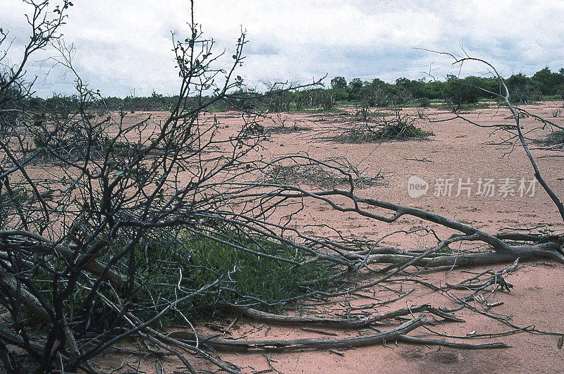 西非布吉纳法索严重干旱后，热带草原灌木重新生长