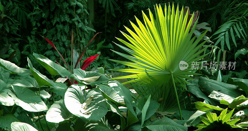 热带植物，有棕榈叶和象耳叶。