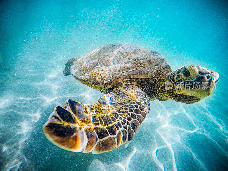 夏威夷海龟
