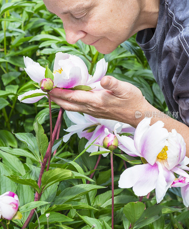 闻着粉红色牡丹花的女人