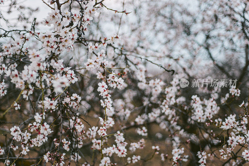 杏仁树开花