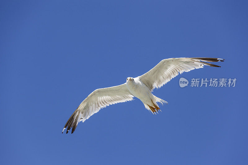 飞翔的海鸥-看相机