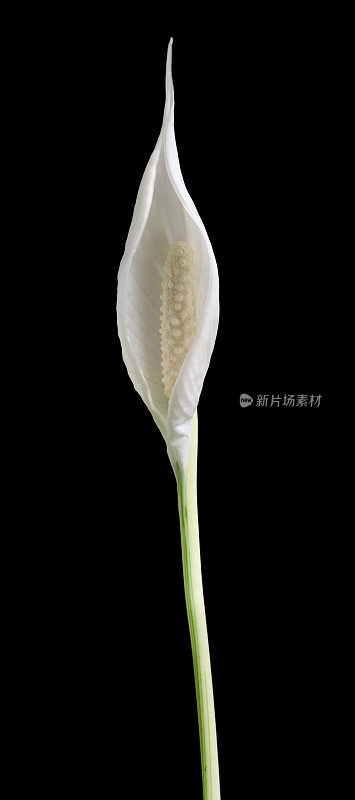 Spathiphyllum。