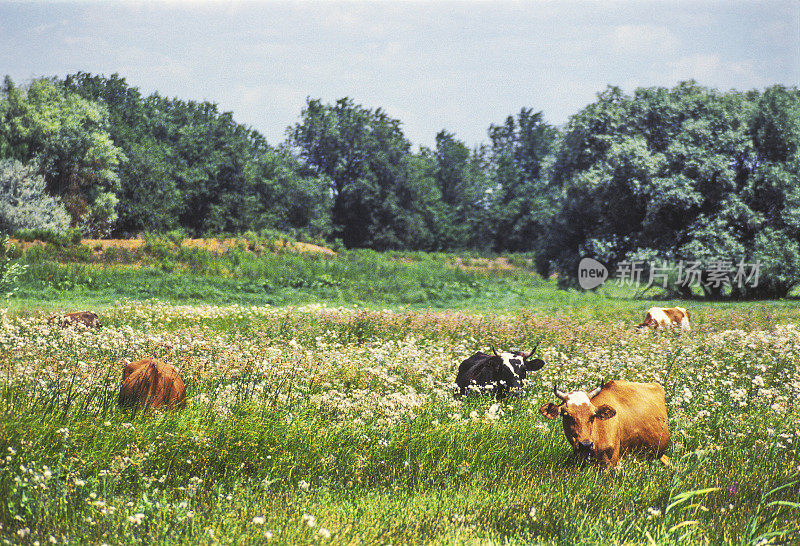 初夏草地上的奶牛。阿斯特拉罕地区、俄罗斯