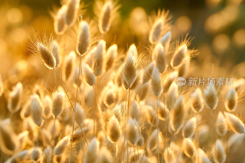 卵形兔耳草-地中海沙丘海滩植物区系