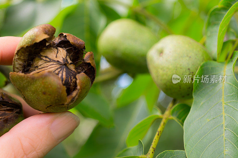 核桃在树