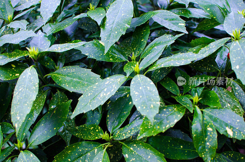 绿色植物灌木背景