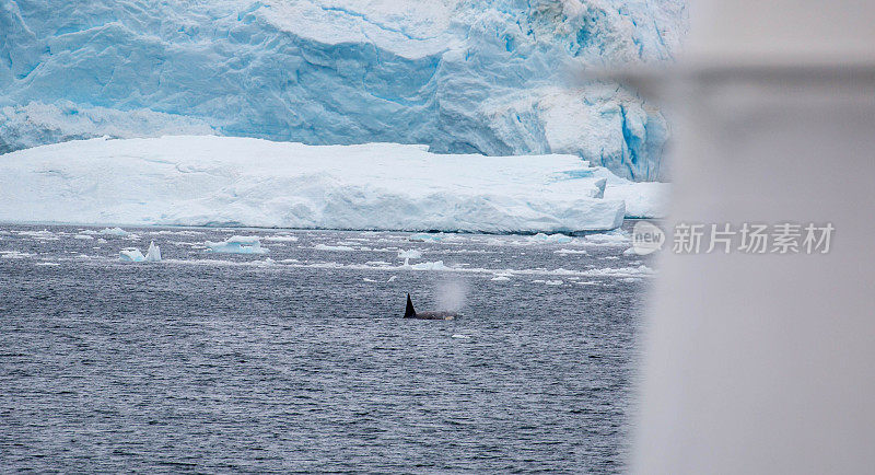 南极洲:天堂港的虎鲸