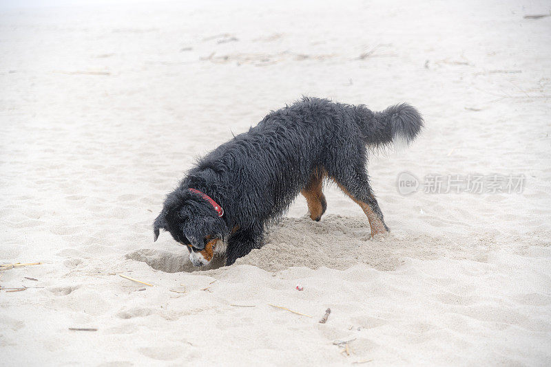 肮脏潮湿的比利时山地犬在波罗的海的沙滩上挖洞