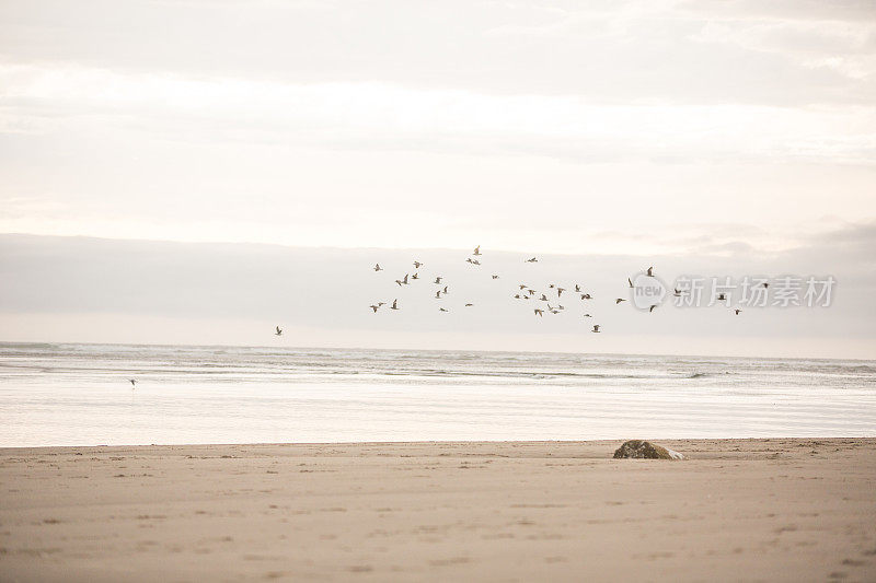 一群鸟低低地飞过海洋
