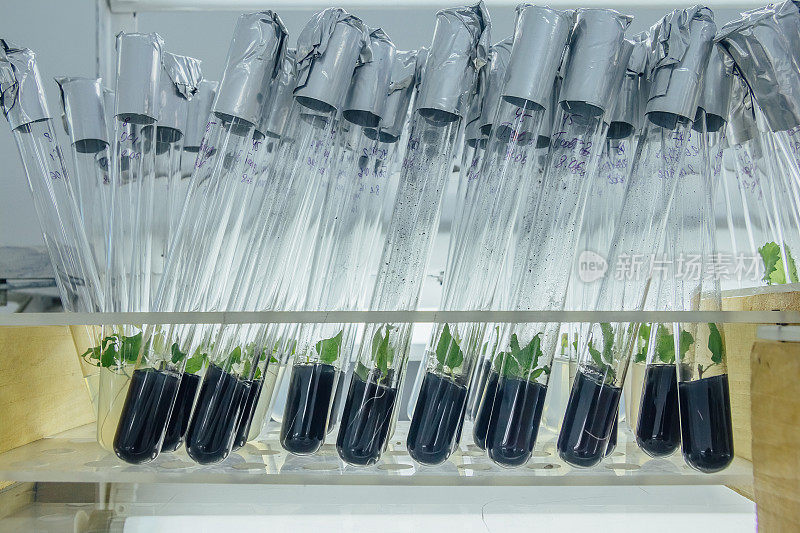 在添加活性炭的营养培养基中装有微型植物的试管。离体快繁技术