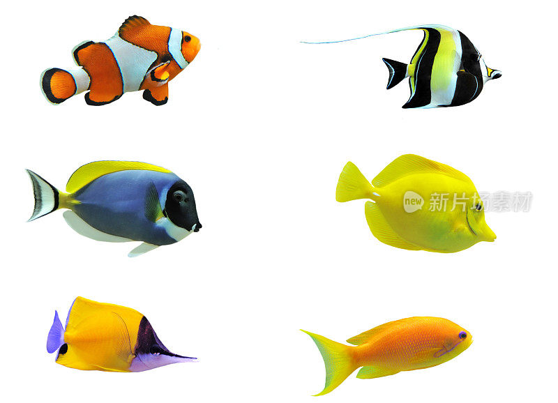 六种热带鱼的图像集