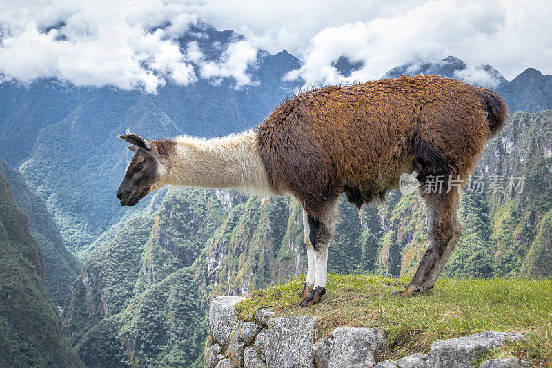秘鲁圣谷马丘比丘印加遗址的大羊驼