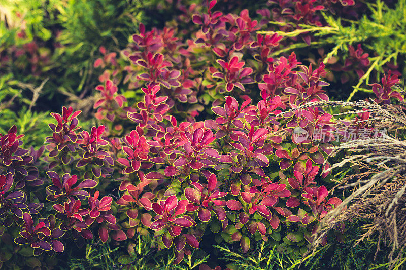 有粉红色红色叶子的装饰性灌木。温伯加品种金戒指