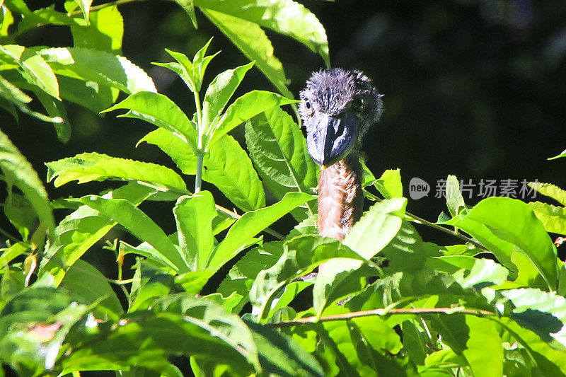 哥斯达黎加树上的一只小船嘴鹭