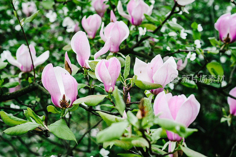 木兰盛开在春天的季节。粉红色，紫色的木兰花与绿色的叶子在树枝上。户外,自然。