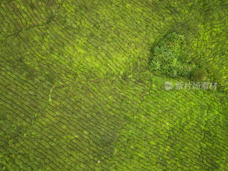 马来西亚卡梅隆高地阴天的茶园